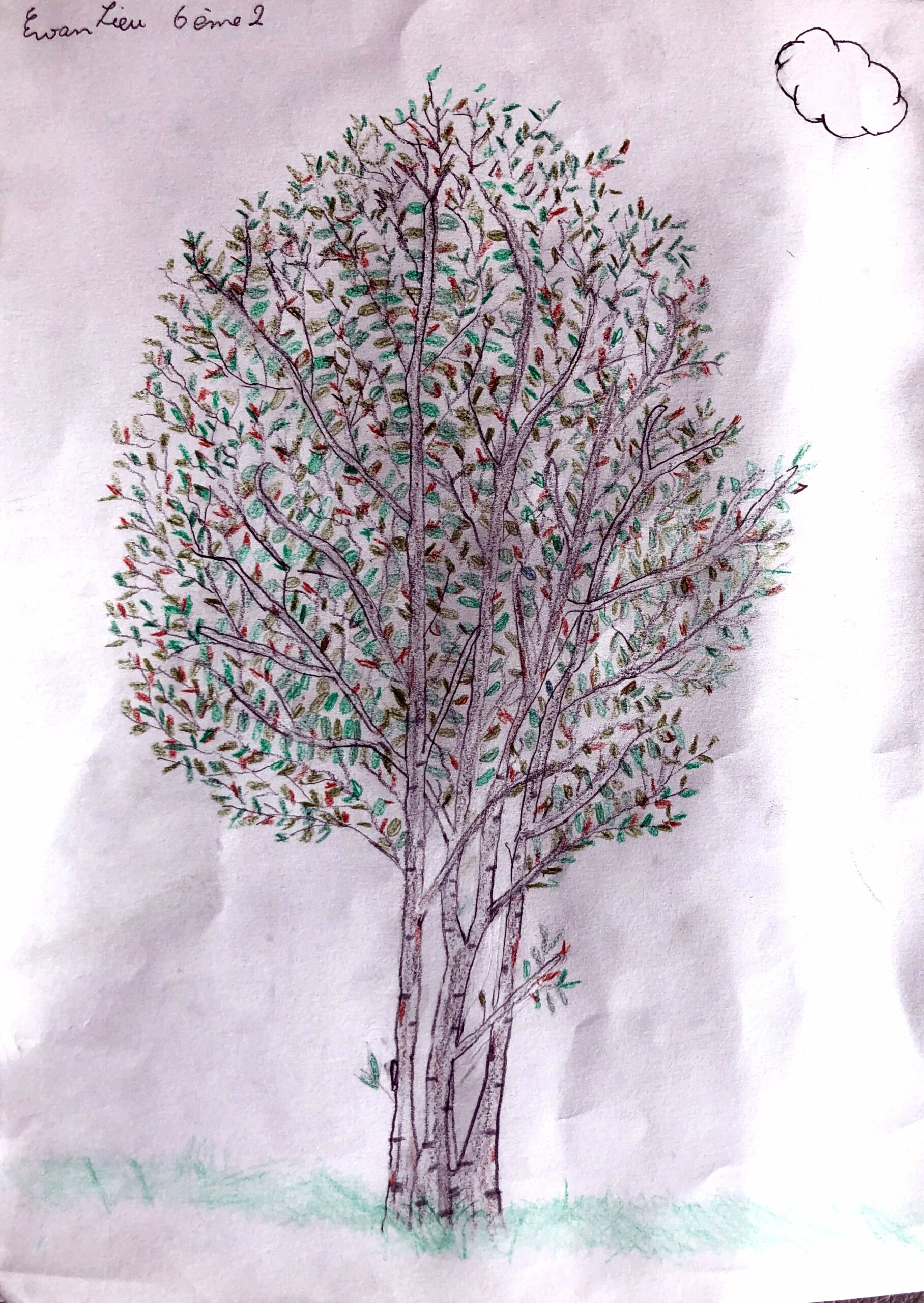 L’arbre au mille couleur (13)
